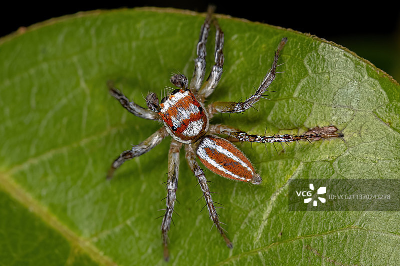 成年雄性跳蛛，叶子上的蜘蛛的特写图片素材