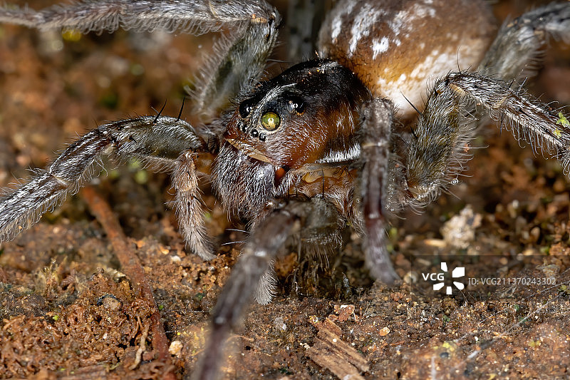 巴西狼蛛，野外蜘蛛的特写镜头图片素材