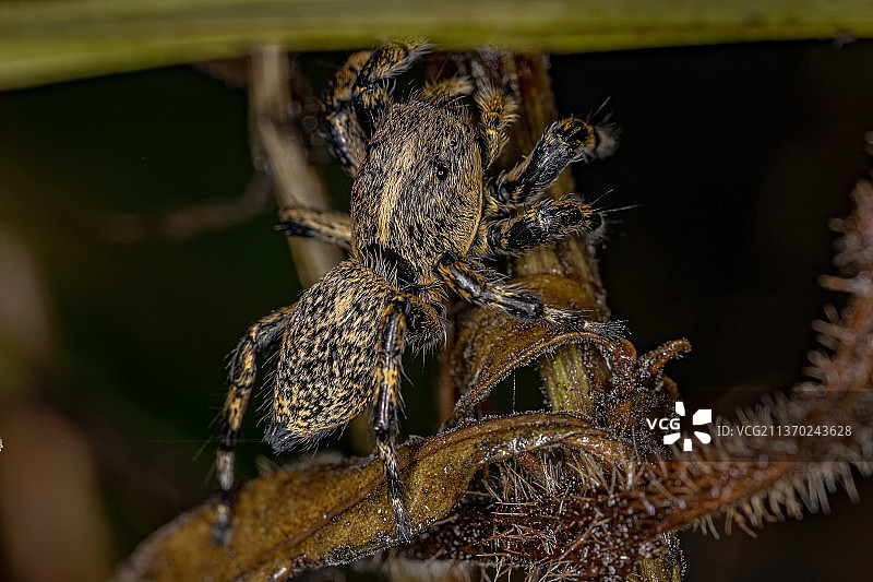 成年雌性黄跳蜘蛛，蜘蛛在网上的特写图片素材