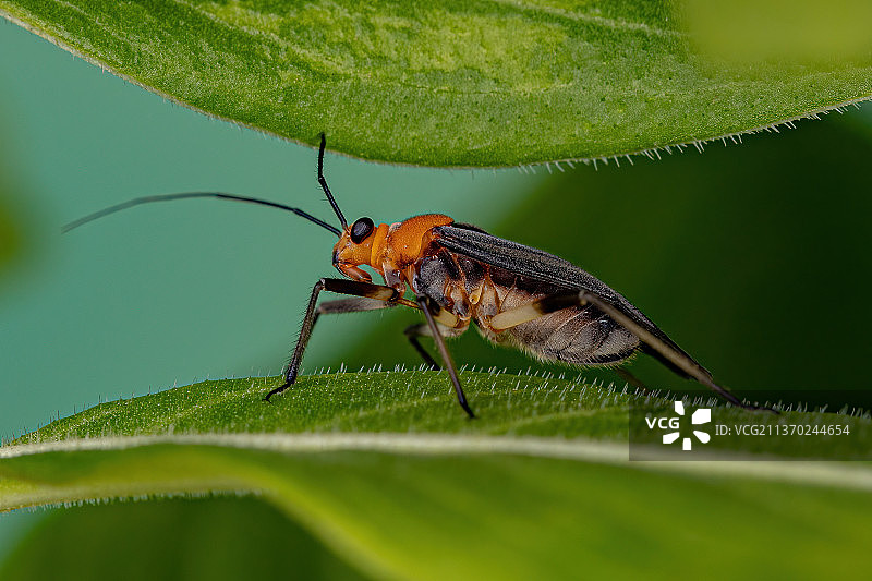 成虫，叶片上昆虫的特写图片素材