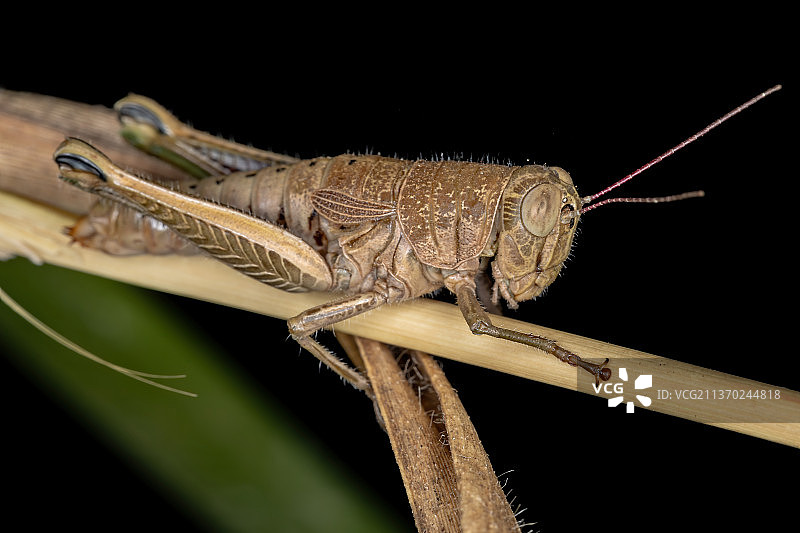 成年刺喉蚱蜢，近距离昆虫对黑色背景的木材图片素材