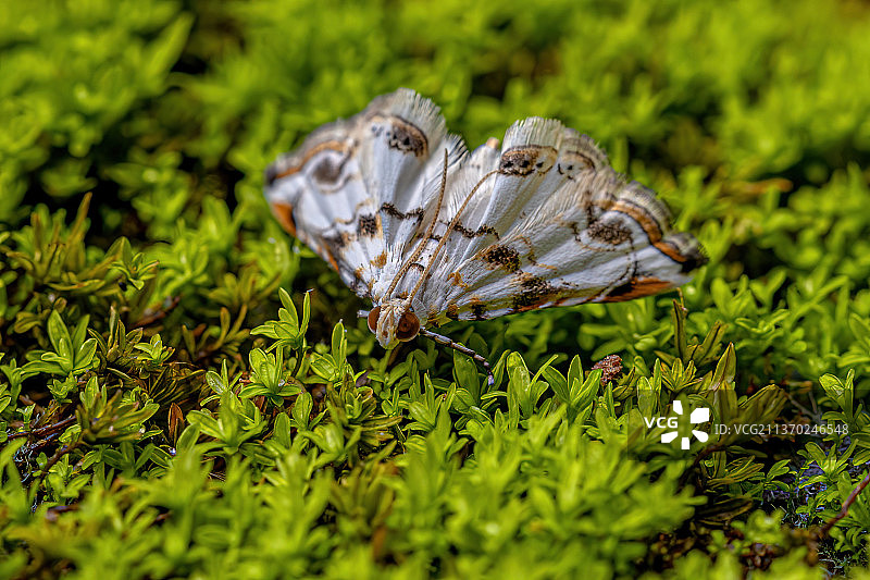 成年蟹蛾，蝴蝶在草地上的特写图片素材