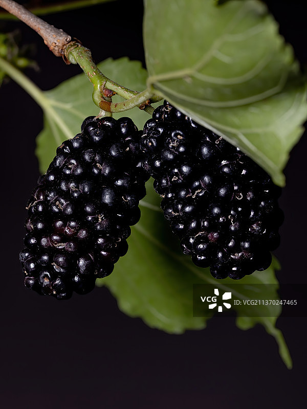 桑葚植物细节，近距离的黑莓生长在植物上图片素材