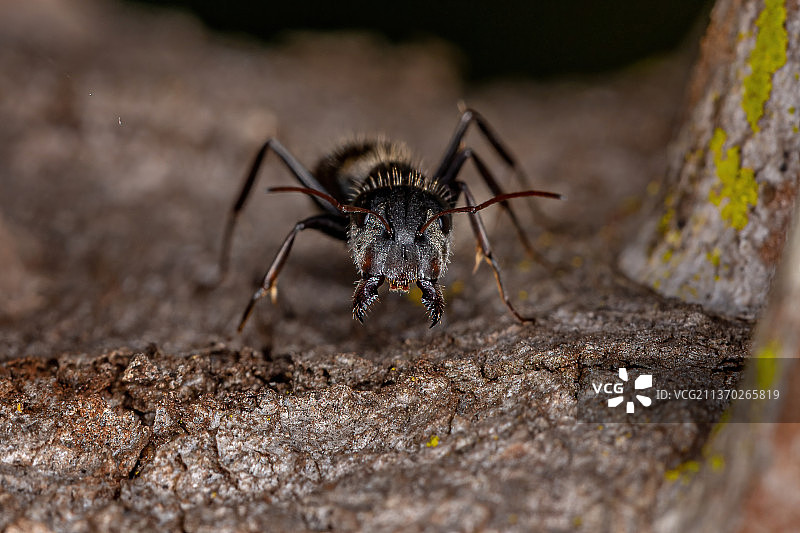 成年雌性木蚁，岩石上的蜘蛛特写图片素材