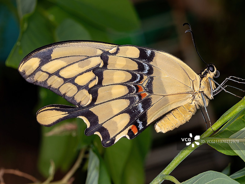 新世界巨型燕尾蝶，蝴蝶栖息在树叶上的特写镜头图片素材