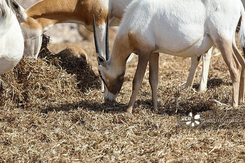 沙漠中的阿拉伯大羚羊，马站在田野上的特写镜头图片素材