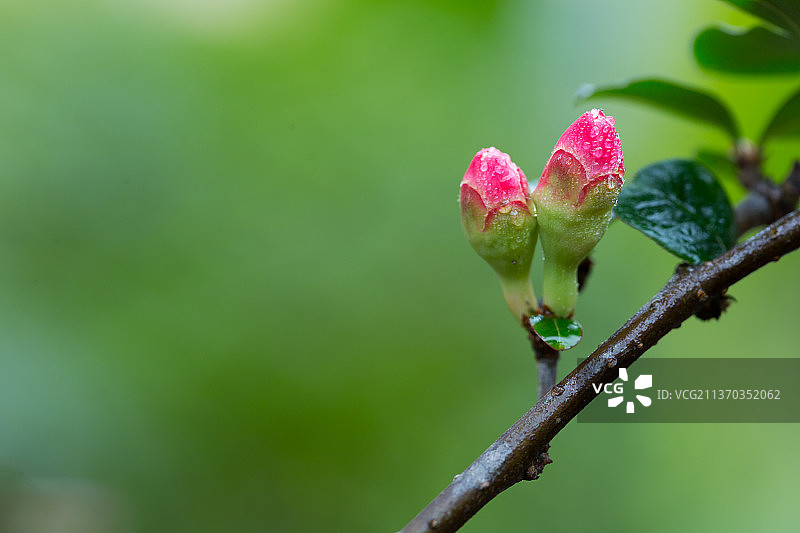 春天雨水中的木瓜花，谷雨，春分立春清明惊蛰图片素材