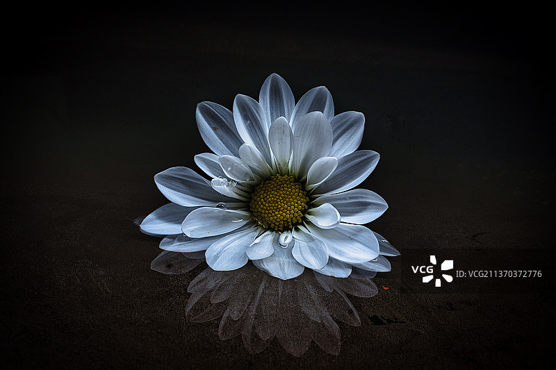 水花，白色雏菊花在黑色背景的特写图片素材