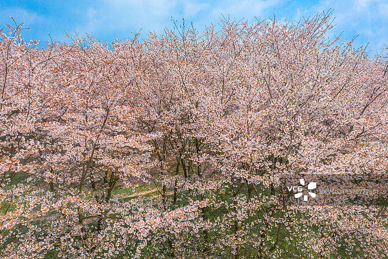 高山下大片的樱花树林图片素材