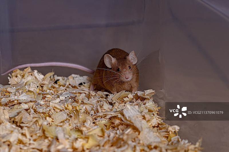 小家鼠，松鼠吃塑料食物的特写图片素材