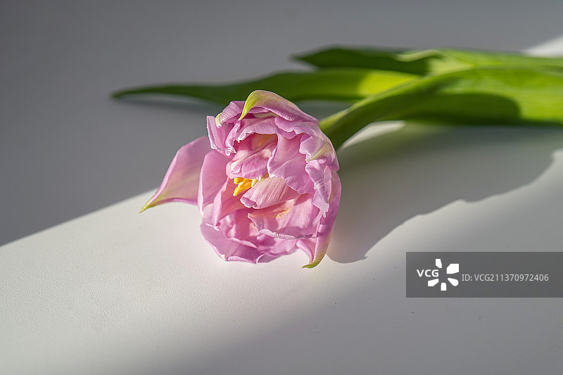 白色桌子上郁金香的花卉背景顶视图图片素材