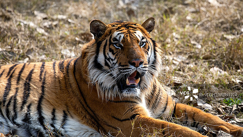 重庆永川乐和乐都动物园，孟加拉虎一展“百兽之王”虎威图片素材
