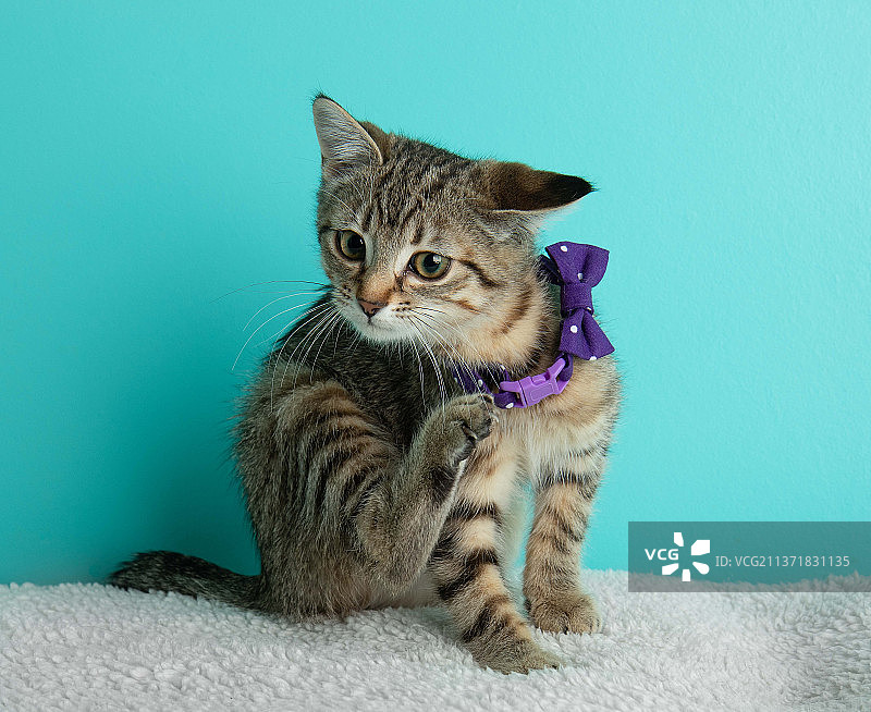棕色虎斑猫，系着紫色蝴蝶结，抓着有趣的脸图片素材