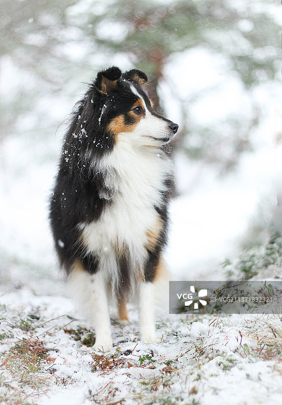 侧视图的设得兰绵羊纯种牧羊犬站在积雪覆盖的田野图片素材