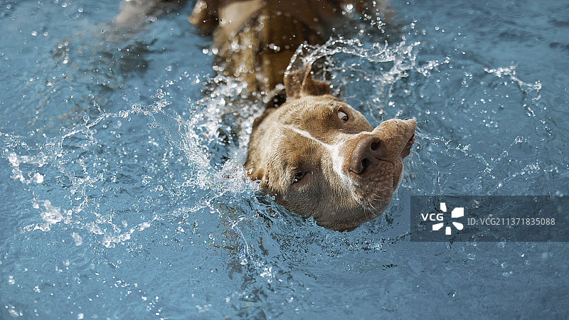 纯种狗在湖里溅水的特写镜头图片素材