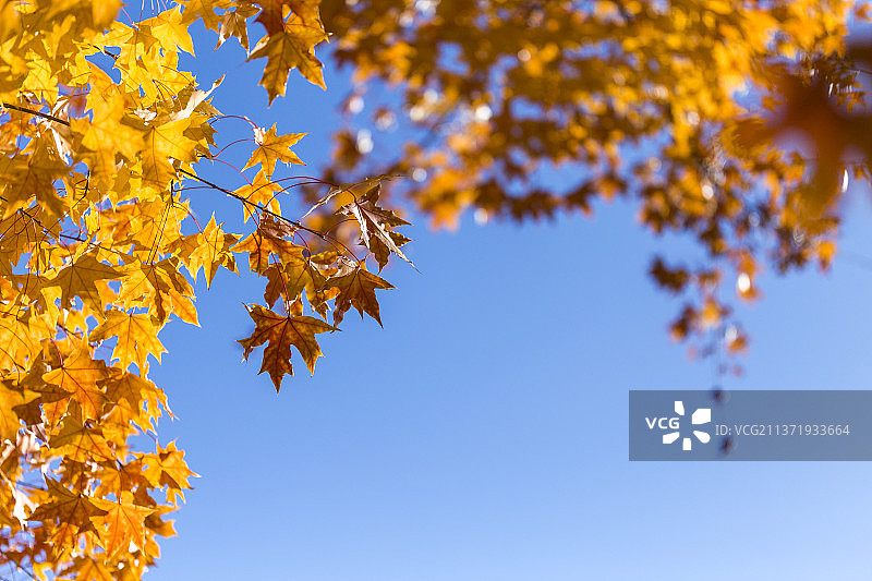 秋天金色的树叶和蓝天图片素材