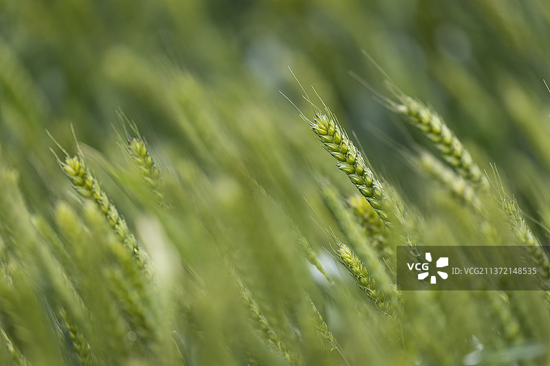 麦田中的麦穗，春天的麦子图片素材