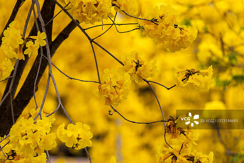 黄风铃花特写花朵生态自然图片素材