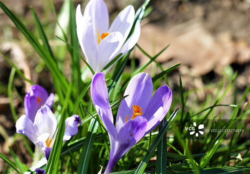 你好春天，田野里紫色番红花的特写图片素材