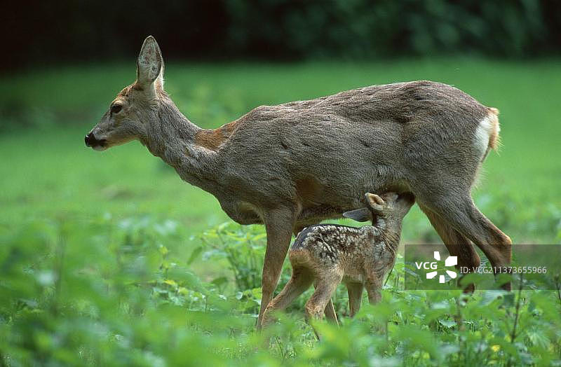 狍，哺乳期的母鹿，欧洲狍(Capreolus Capreolus)，哺乳期的母鹿，小鹿，侧面，侧面图片素材
