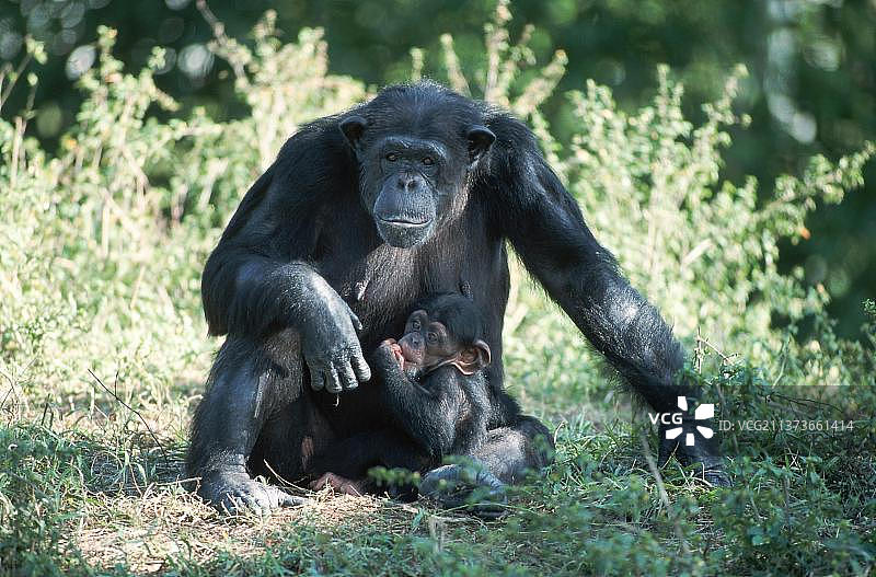 雌性黑猩猩，与普通黑猩猩(类人猿)在一起图片素材