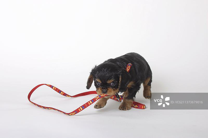 骑士查理王猎犬，幼犬，黑色棕褐色，6周大，皮带图片素材