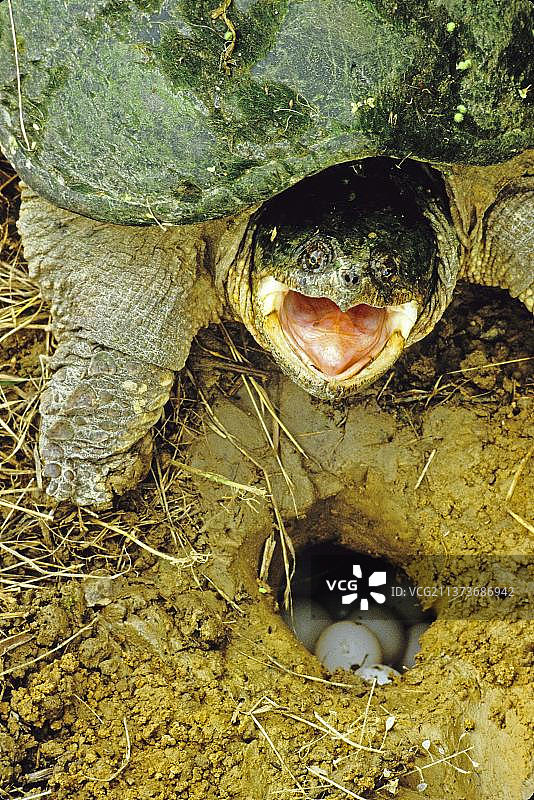 常见的鳄龟(Chelydra serpentina)成年雌性，好斗的姿势，旁边的蛋在巢，俄亥俄州(美国)美国一个图片素材