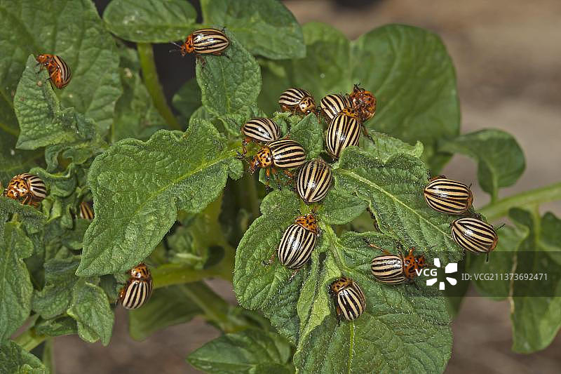 科罗拉多州马铃薯甲虫(Leptinotarsa decemlineata)在西班牙北部马铃薯植株上引入害虫，成虫群图片素材