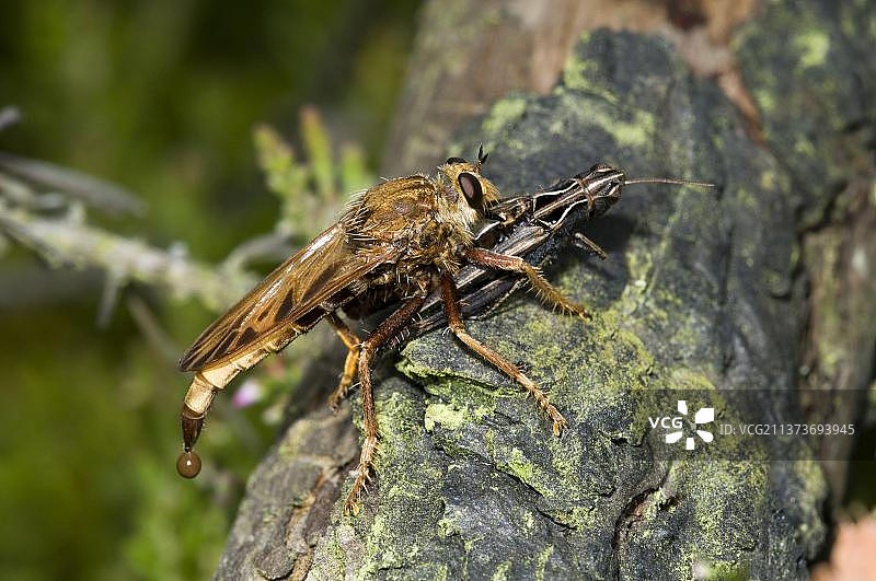 大黄蜂(Asilus crabroniformis)成年，以普通田野蚱蜢(Chorthippus brunneus)为猎物，瑟斯利共同国家自然保护区，萨里，英格兰，英国，欧洲图片素材