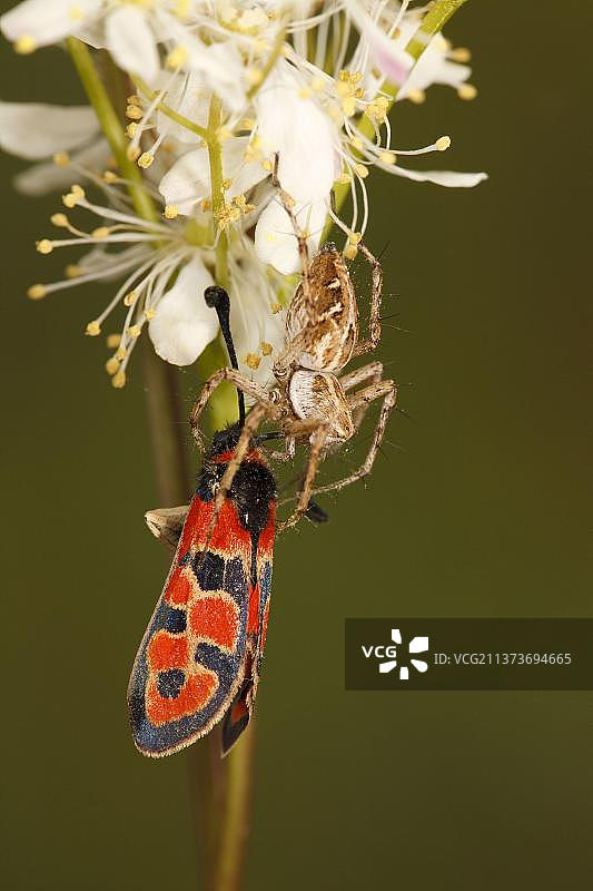 苗圃网蜘蛛(Pisaura mirabilis)成虫，以吉祥Burnet Moth (Zygaena fasta)为食，Causse de Gramat, Massif Central, Lot Region，法国，欧洲图片素材