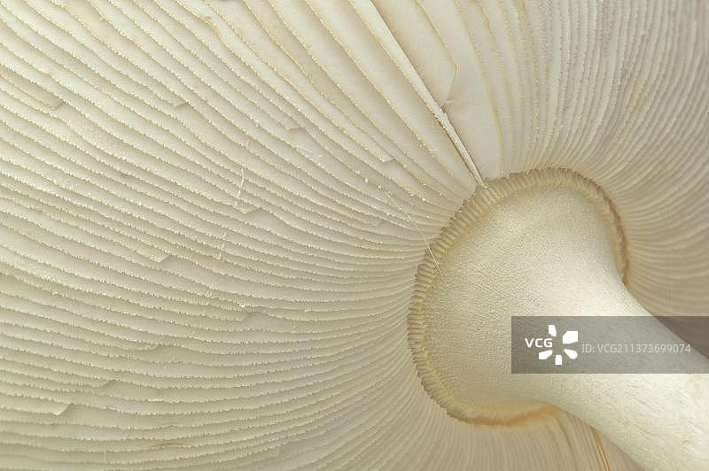 木耳蝇(毒鹅膏菌)子实体，底部鳃的特写，德比郡，英格兰，英国，欧洲图片素材