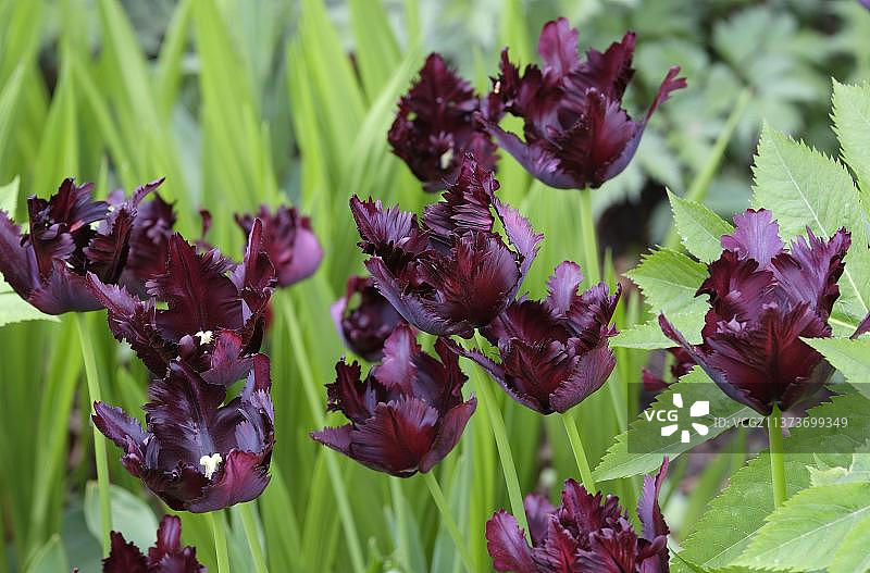 栽培郁金香(Tulipa sp.)“黑鹦鹉”，开花，生长在英格兰诺福克花园，英国，欧洲图片素材