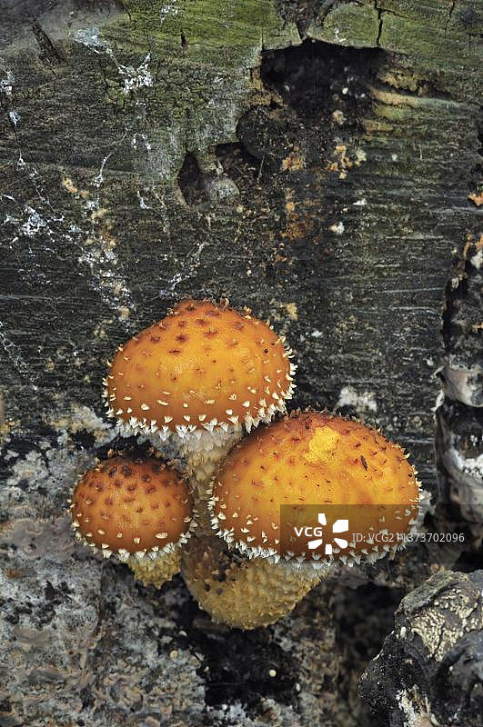 燃烧的鳞甲(火烈鸟)子实体，生长在林地的树干上，莱斯特郡，英国，欧洲图片素材