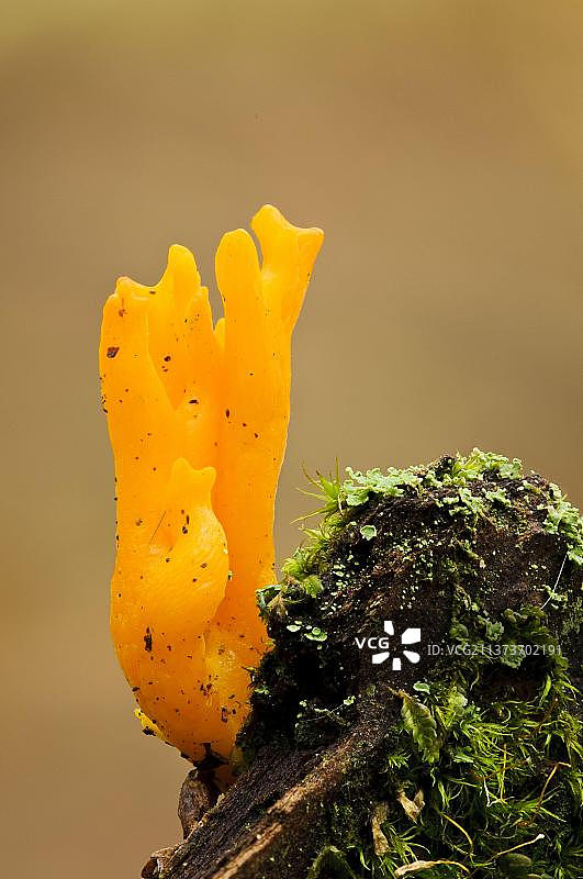黄色黄色的鹿茸子实体，生长于腐烂的木头，克伦伯公园，诺丁汉郡，英格兰，英国，欧洲图片素材