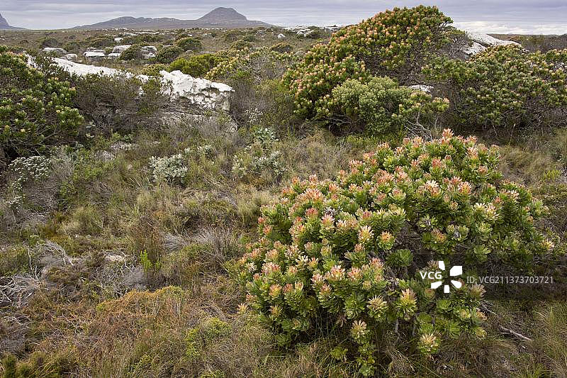 常见的宝塔(米特cucullatus)开花，在fynbos栖息地，桌山n.p.西开普省，南非，非洲图片素材