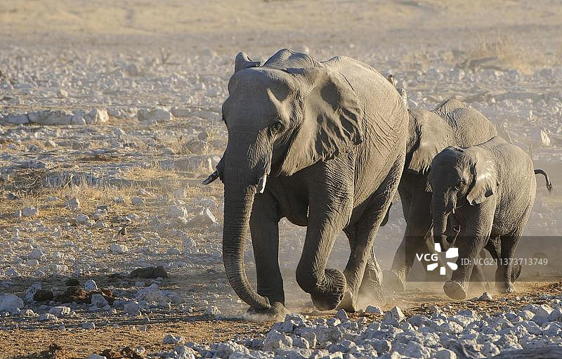 非洲象(Loxodonta africana)大象，大象，哺乳动物，动物，成年和年轻的大象，步行到水坑在晚上，Etosha N. P. Kunene，纳米比亚，非洲图片素材