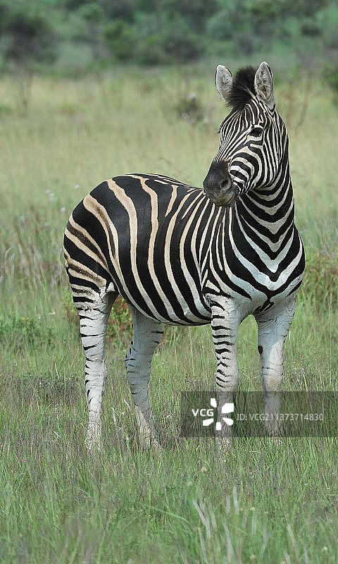 成年波切尔斑马(波切尔斑马)，站在低地草原，西北省，南非，非洲图片素材