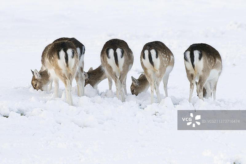 休鹿(Dama Dama)五件，背面的驼峰，在雪中进食，肯特郡的诺尔公园，英格兰，冬天图片素材