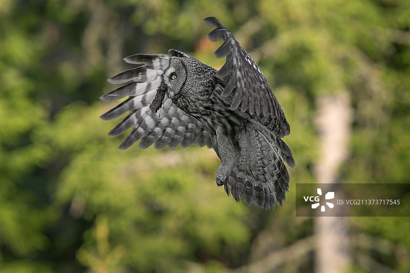 大灰猫头鹰(Strix nebulosa)，雄性大灰猫头鹰，叼着抓来的老鼠，在斯堪的纳维亚的针叶林中飞行图片素材