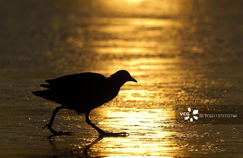 Common Coot (Fulica atra) adult, walking on frozen lake, silhouetted at sunrise, Derbyshire, England, United Kingdom, Europe图片素材