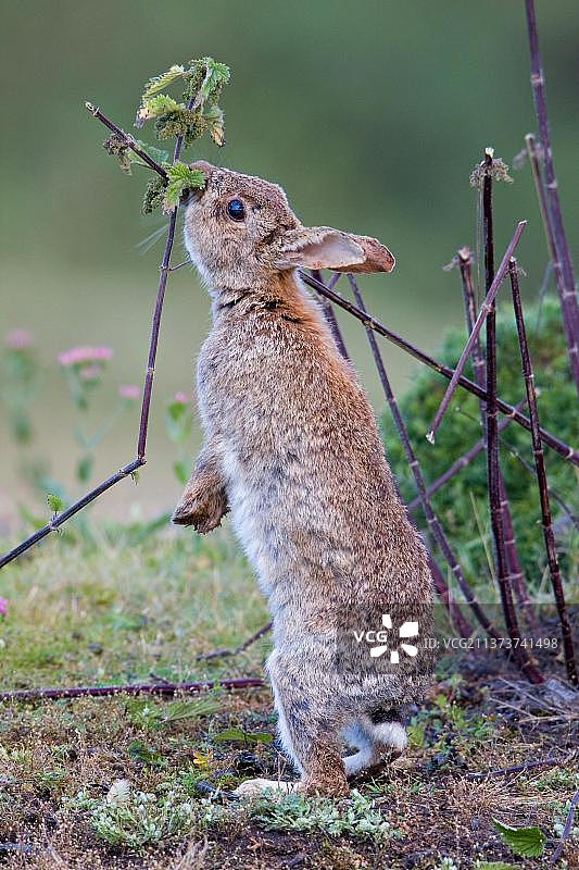欧洲兔(Oryctolagus cuniculus)成年，进食，咬刺荨麻茎到达剩余叶子，英国萨福克，英国，欧洲图片素材