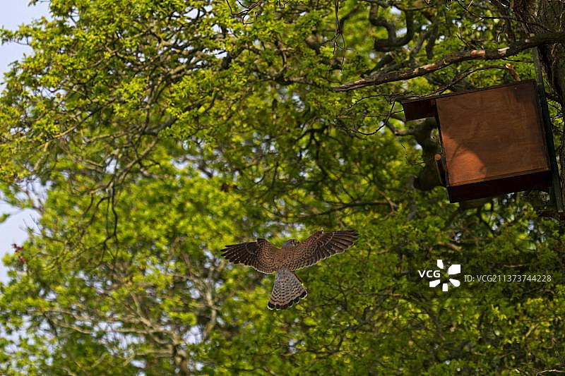 普通红隼(Falco tinnunculus)，成年雄性，在飞行中，返回筑巢箱橡树，英格兰，英国，欧洲图片素材