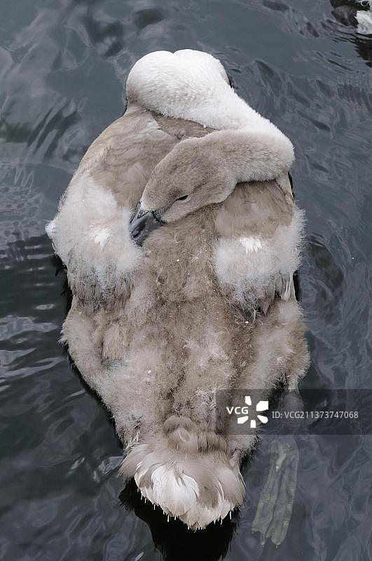 小天鹅，在水上休息，牛津郡，英格兰，英国，欧洲图片素材