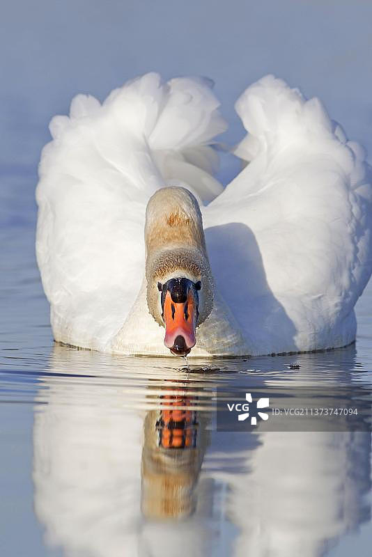 疣鼻天鹅，成年雌天鹅，饮酒，在池塘边游泳，萨福克，英格兰，英国，欧洲图片素材