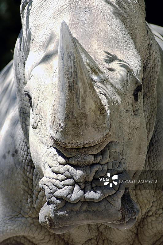 白犀牛（Ceratotherium simum）图片素材