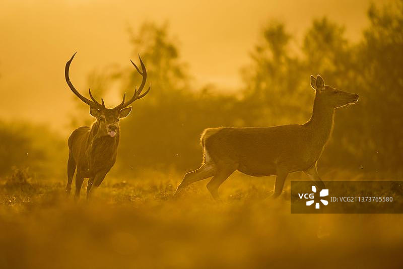 马鹿(Cervus elaphus)成熟的雄鹿，在发情季节的黄昏追逐后，英格兰，英国，欧洲，莱斯特郡，布拉盖特公园图片素材