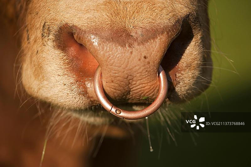 家畜，利木赞，公牛，鼻环的特写，坎布里亚郡，英格兰，英国，欧洲图片素材