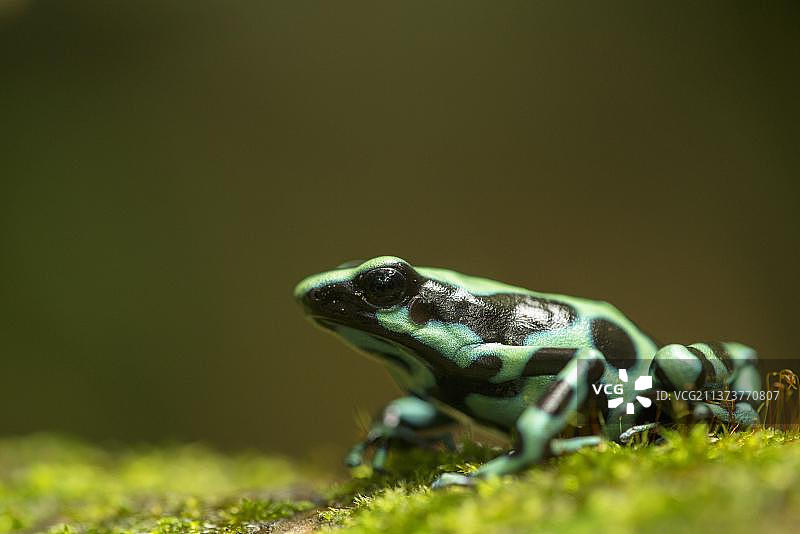 绿色和黑色的毒箭蛙(石竹蛙)成年，坐在苔藓上，哥斯达黎加，中美洲图片素材