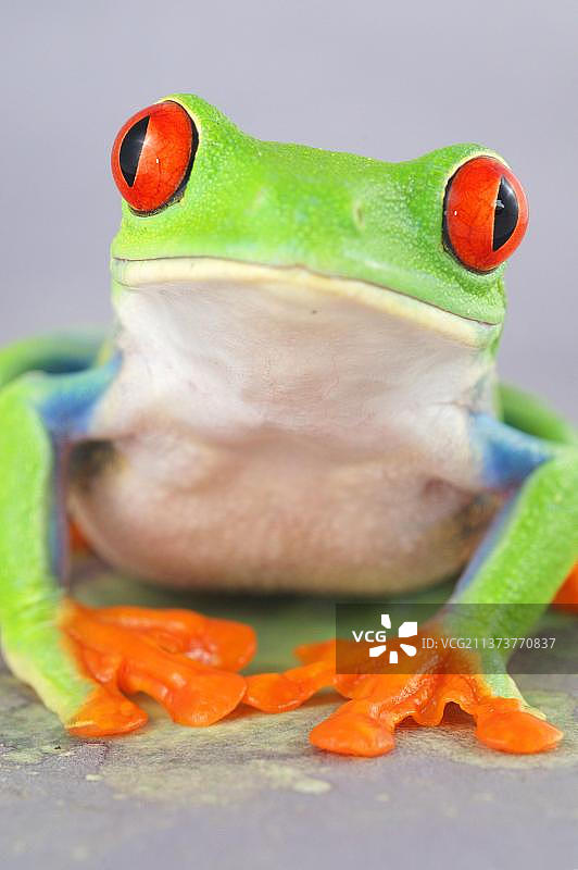 红眼树蛙(Agalychnis callidryas)，红眼树蛙，两栖动物，其他动物，青蛙，动物，成年红眼树蛙图片素材