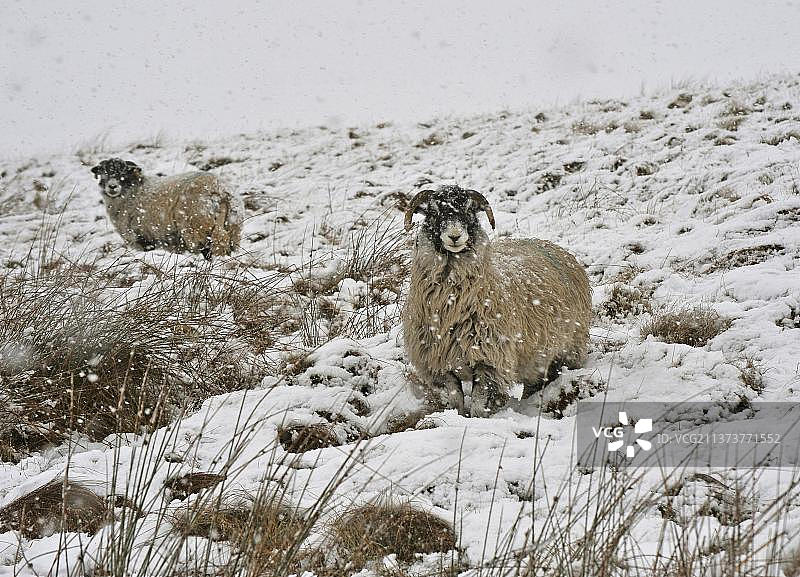 英国北约克郡边沁的两只家羊，斯瓦尔代尔母羊，在冬天站在雪中图片素材
